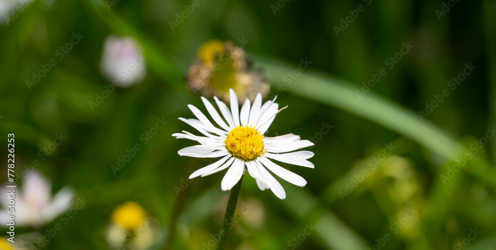 Marguerite daisy flower with green meadow as background