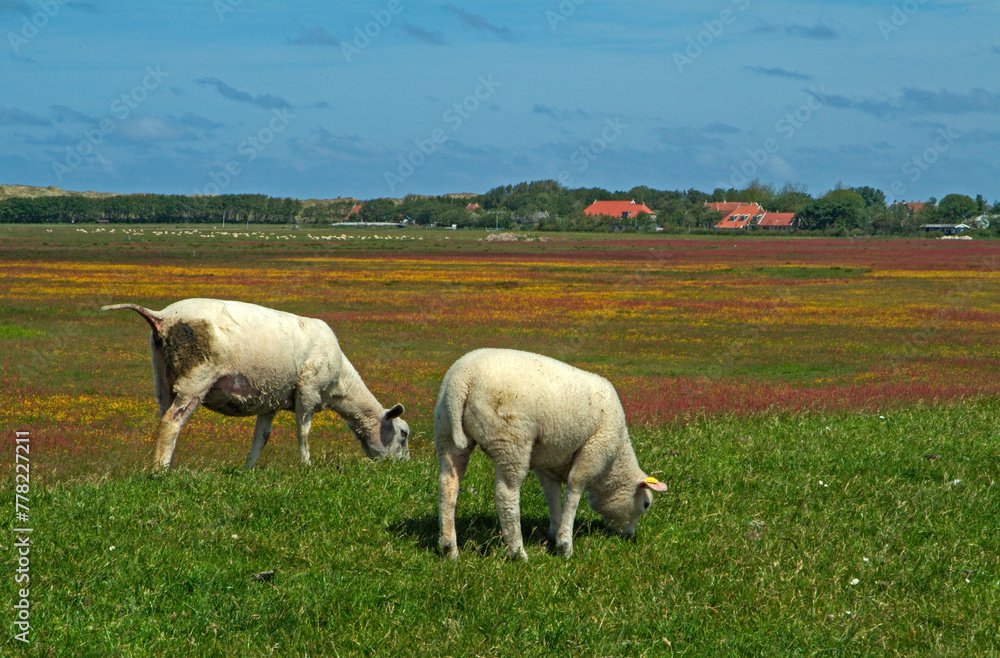 Mouton; Race Téxel; Femelle et jeune, Ile de Texel, Pays Bas Mouton; Race Téxel; Femelle et jeune, Ile de Texel, Pays Bas