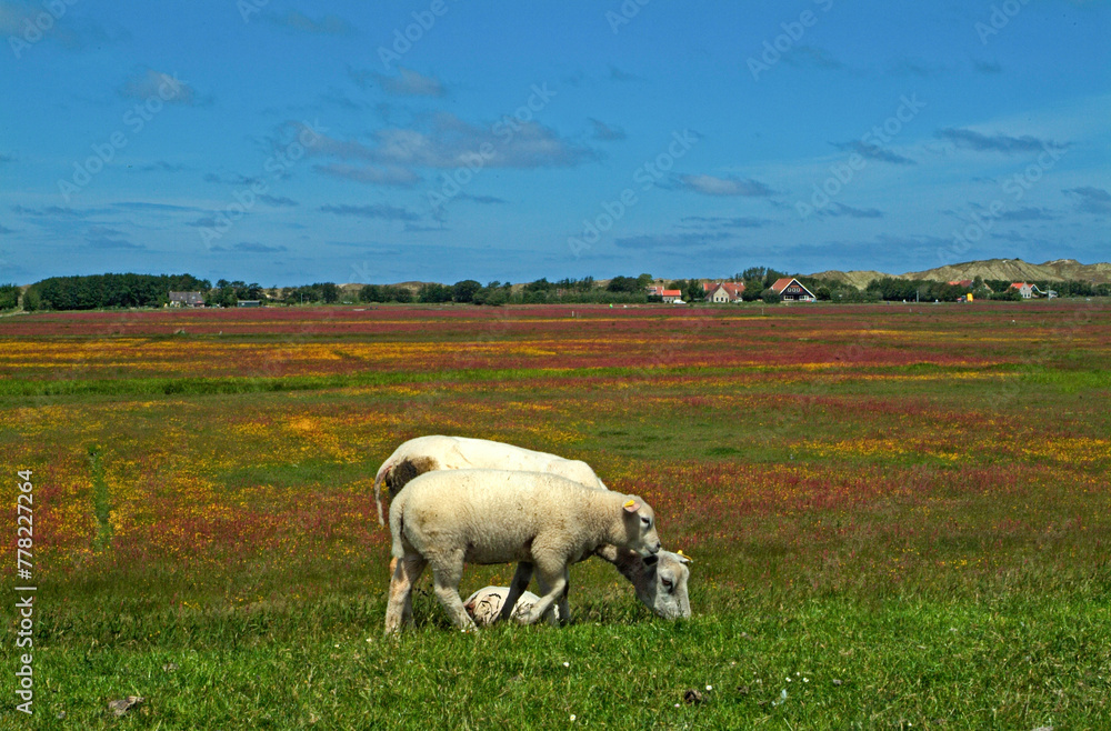 Mouton; Race Téxel; Femelle et jeune, Ile de Texel, Pays Bas Mouton; Race Téxel; Femelle et jeune, Ile de Texel, Pays Bas