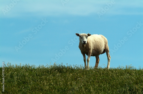 Mouton; Race Téxel; agneau, Ile de Texel, Pays Bas photo