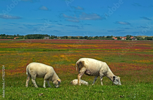 Mouton  Race T  xel  Femelle et jeune  Ile de Texel  Pays Bas