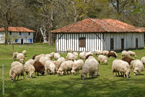 Mouton, race Landaise, maison landaise, Eco musée de Marquéze; Parc naturel des Landes de Gascogne; Région Aquitaine; Sabres; 40, France photo