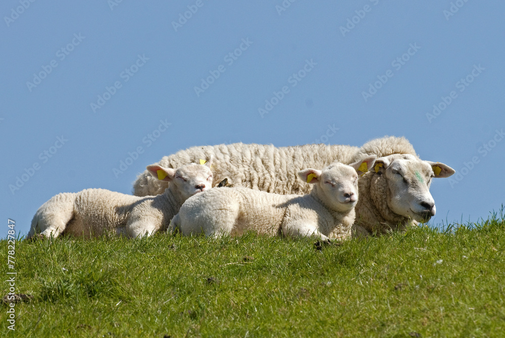Mouton; Race Téxel; Femelle et jeune, Ile de Texel, Pays Bas Mouton; Race Téxel; Femelle et jeune, Ile de Texel, Pays Bas