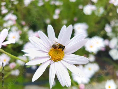 bee on white daisy flower 