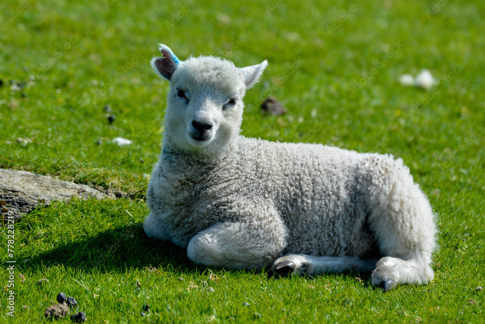 Obraz premium agneau, mouton, jeune, race Shetland, Ile Shetland, Ecosse, Grande Bretagne