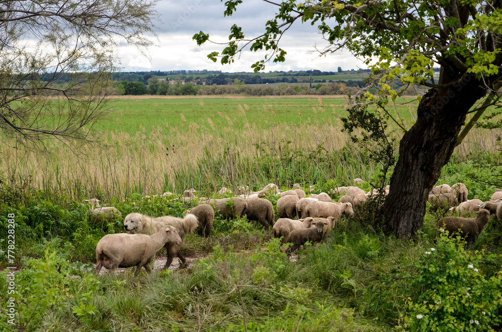 Obraz premium mouton, race Mérinos d'Arles, transhumance, canal du midi, Aigues Mortes, Gard, 30 , Camargue, région Languedoc Roussillon, France