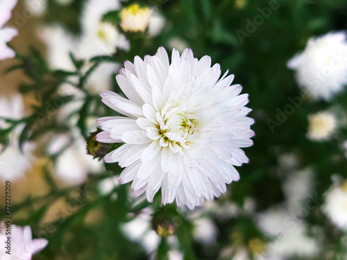 white chrysanthemum flower