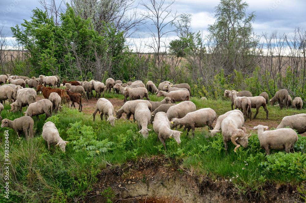 Obraz premium mouton, race Mérinos d'Arles, transhumance, canal du midi, Aigues Mortes, Gard, 30 , Camargue, région Languedoc Roussillon, France