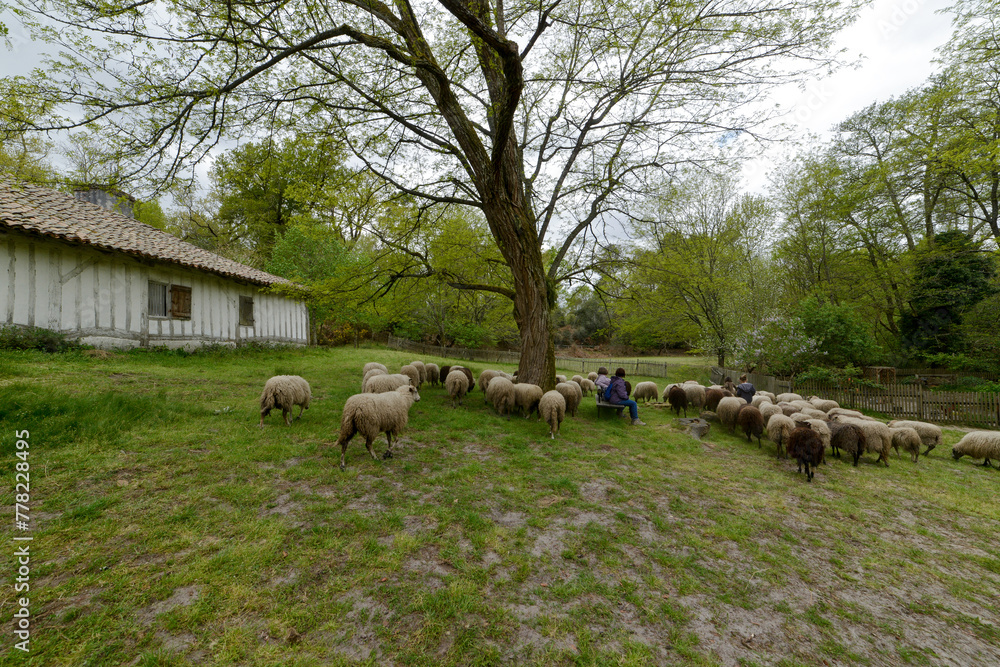 Mouton, race Landaise, maison landaise, Eco musée de Marquéze; Parc naturel des Landes de Gascogne; Région Aquitaine; Sabres; 40, France Mouton, race Landaise, maison landaise, Eco musée de Marquéze; Parc naturel des Landes de Gascogne; Région Aquitaine; Sabres; 40, France