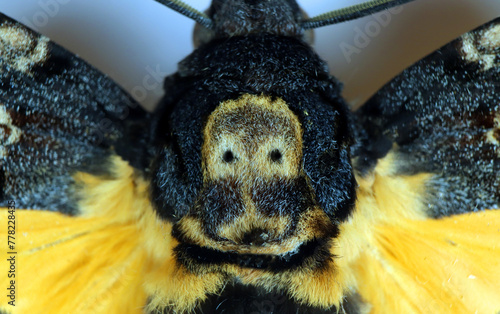 Moth butterfly hawk moth death's head close-up skull pattern texture, insect entomology collection photo