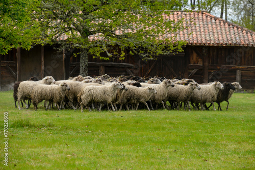 Mouton, race Landaise, maison landaise, Eco musée de Marquéze; Parc naturel des Landes de Gascogne; Région Aquitaine; Sabres; 40, France photo