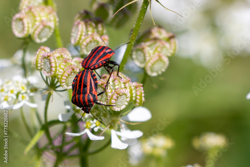 Minstrel bug, Striped bug or Italian striped bug. Minstrel bug. Graphosoma italicum.