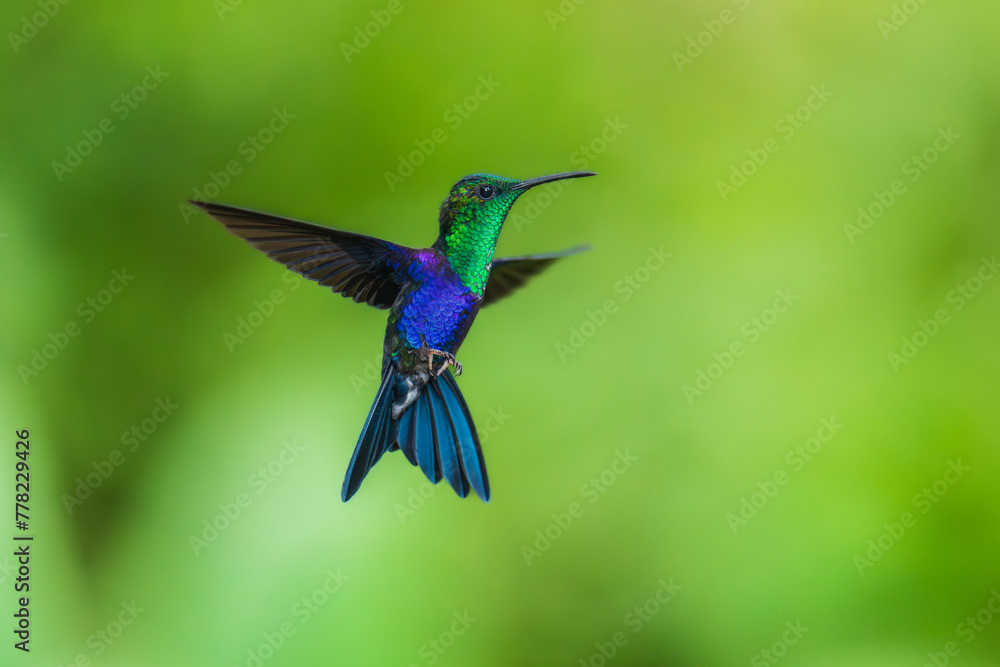 Fototapeta premium Green Crowned Woodnymph - Thalurania colombica hummingbird family Trochilidae, found in Belize and Guatemala to Peru, blue and green shiny bird flying on the colorful flowers background. 