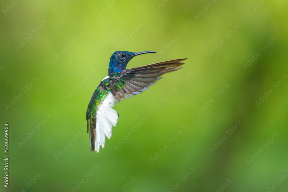 Obraz premium Beautiful White-necked Jacobin hummingbird, Florisuga mellivora, hovering in the air with green and yellow background. Best humminbird of Ecuador.