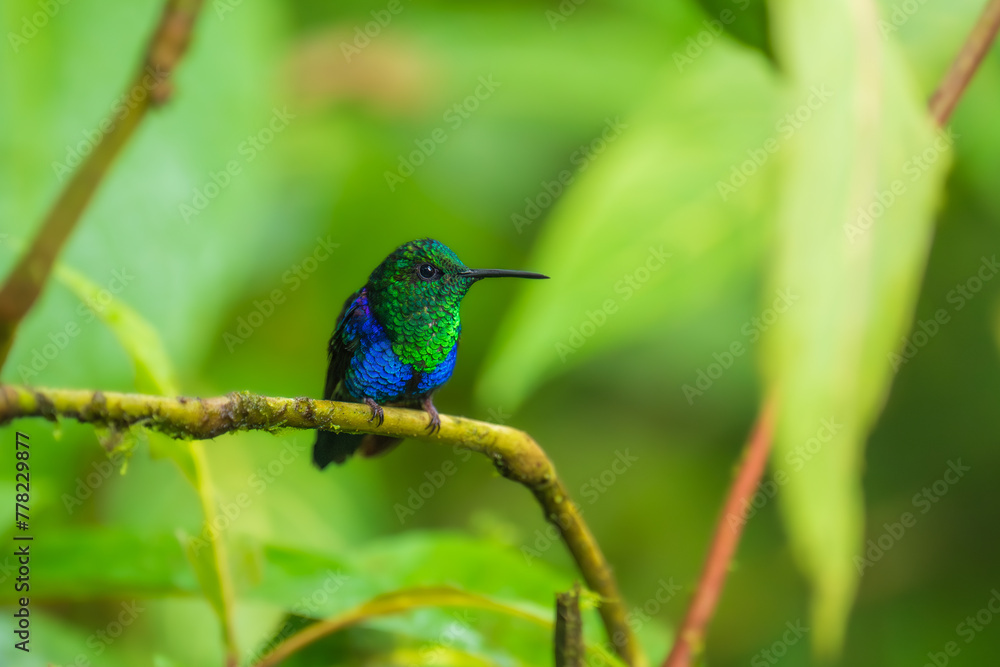 Fototapeta premium Green Crowned Woodnymph - Thalurania colombica hummingbird family Trochilidae, found in Belize and Guatemala to Peru, blue and green shiny bird flying on the colorful flowers background. 
