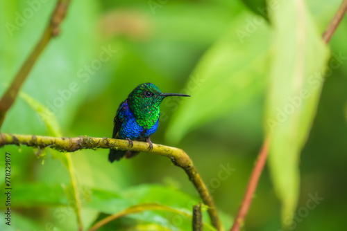 Green Crowned Woodnymph - Thalurania colombica hummingbird family Trochilidae, found in Belize and Guatemala to Peru, blue and green shiny bird flying on the colorful flowers background. 