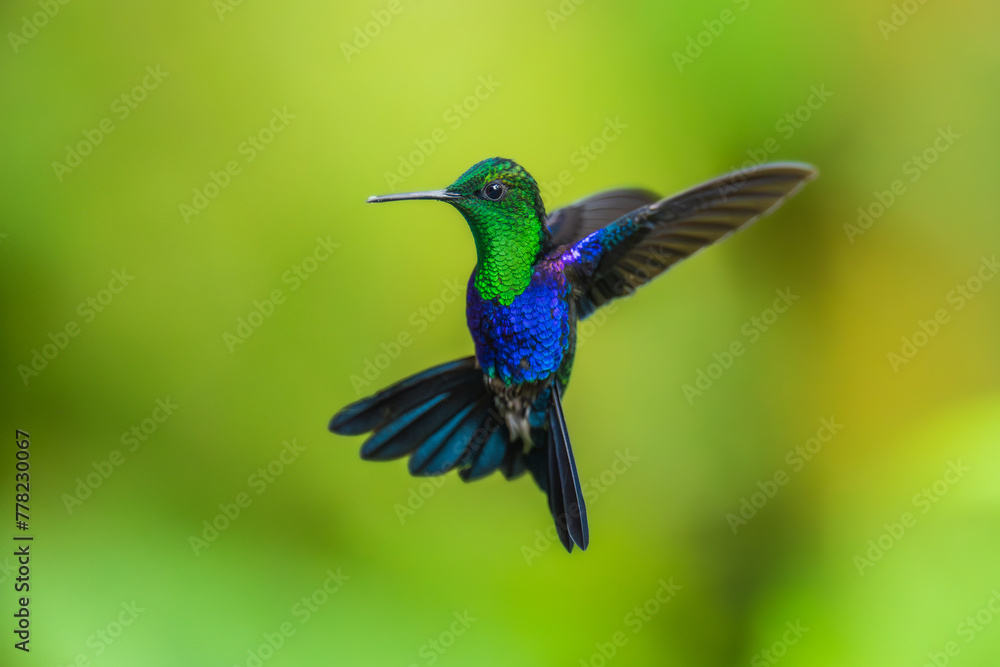 Fototapeta premium Green Crowned Woodnymph - Thalurania colombica hummingbird family Trochilidae, found in Belize and Guatemala to Peru, blue and green shiny bird flying on the colorful flowers background. 