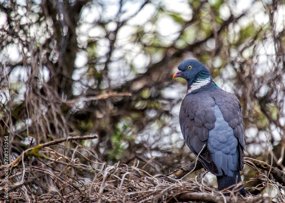 Wood Pigeon (Columba palumbus) - Widespread across Europe and Asia Wood Pigeon (Columba palumbus) - Widespread across Europe and Asia