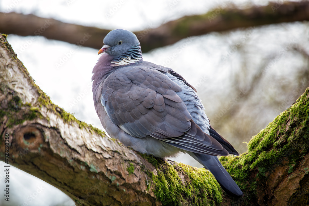Wood Pigeon (Columba palumbus) - Widespread across Europe and Asia Wood Pigeon (Columba palumbus) - Widespread across Europe and Asia