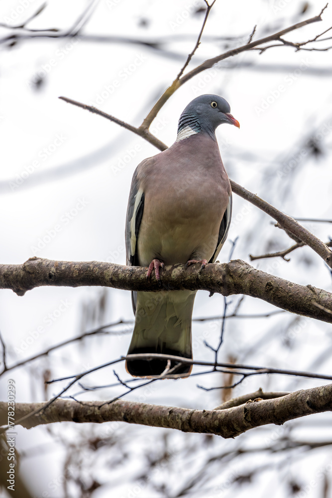 Wood Pigeon (Columba palumbus) - Widespread across Europe and Asia Wood Pigeon (Columba palumbus) - Widespread across Europe and Asia