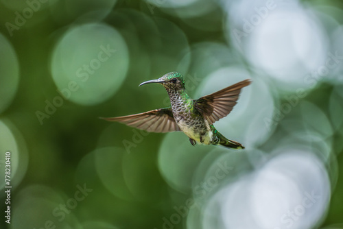 Beautiful female White-necked Jacobin hummingbird, Florisuga mellivora, hovering in the air with green and yellow background. Best humminbird of Ecuador.