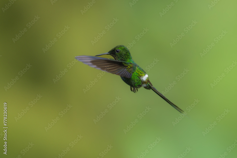 Fototapeta premium Green Thorntail - Best humminbirds, Discosura conversii small hummingbird in the brilliants, tribe Lesbiini of subfamily Lesbiinae, green bird found in Colombia, Costa Rica, Ecuador and Panama.