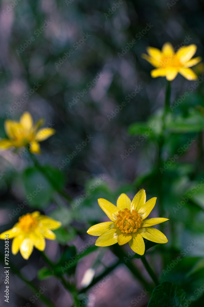 Obraz premium ヒメリュウキンカ,春の花,黄色い花,草原,