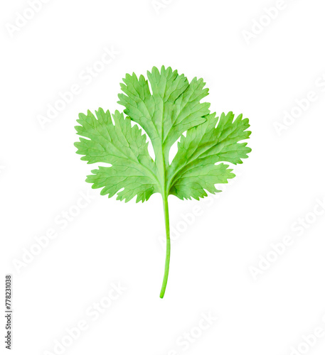 Top view of fresh green coriander or Chinese parsley leaf is isolated on white background with clipping path.