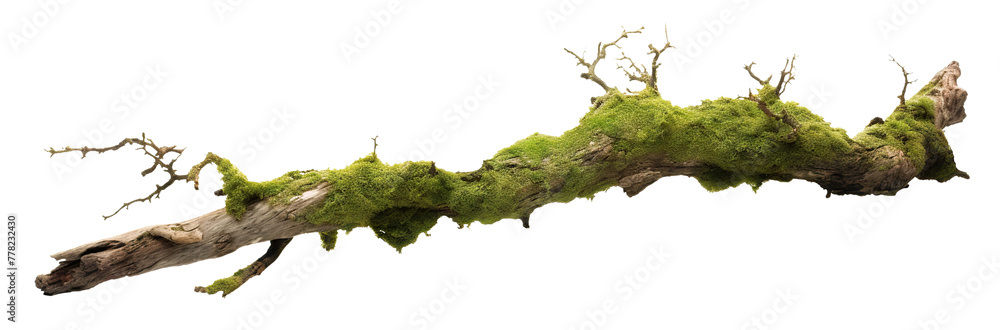 Moss-covered tree branch cut out - obrazy, fototapety, plakaty 