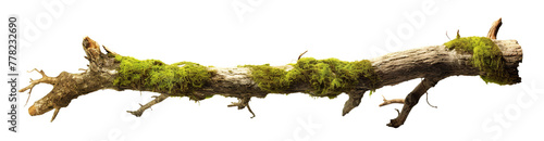 Moss-covered tree branch cut out
