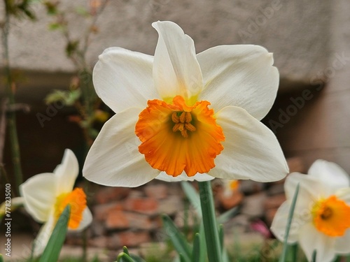 Single flowering narcissus. Daffodil flower, Narcissus. beautiful botanical shot, natural wallpaper