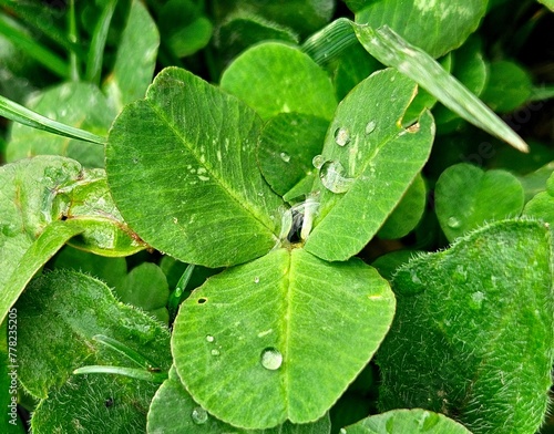 The green clover leaf with water drops
