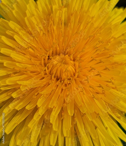 Yellow flower with green grass and leaves. Dandelion Close up in nature. Natural floral background