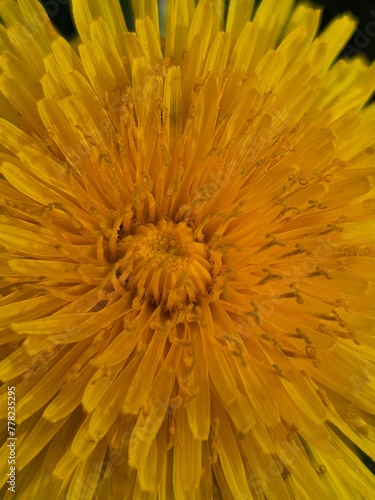 Yellow flower with green grass and leaves. Dandelion Close up in nature. Natural floral background