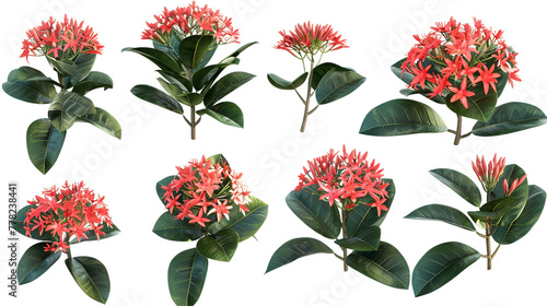 ixora flowers isolated on a transparent background. This tropical bloom showcases its natural beauty in a top view flat lay composition suitable for botanical design