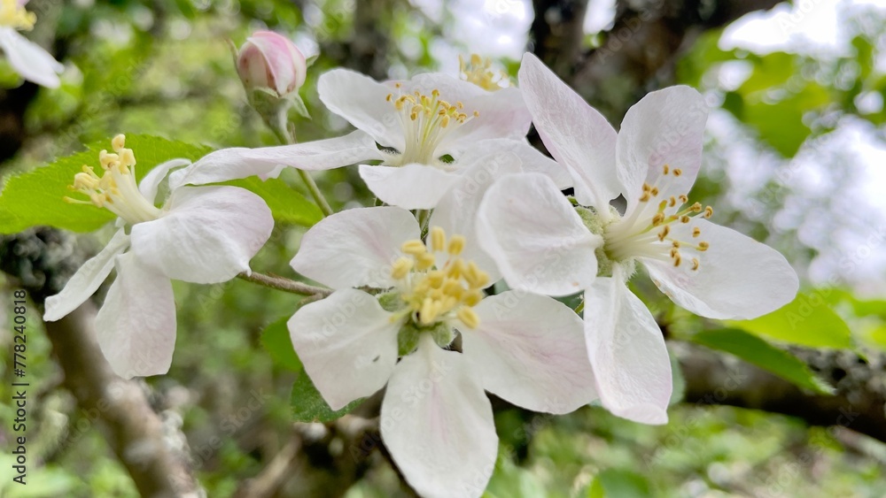 tree blossom tree blossom