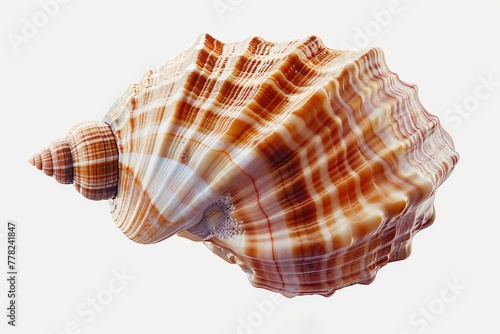 Mystical Seashell Elegantly Dancing on a Pure White Canvas. White or PNG Transparent Background..