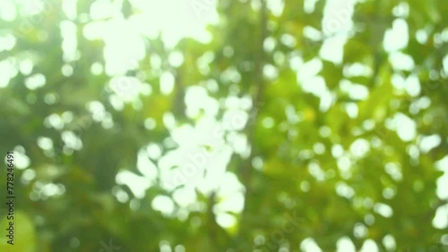 Natural spring background with Lush Foliage Bokeh Lights in Slow Motion. Springtime nature scene with Blurred Green fresh tree branches