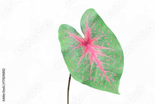 Isolated Caladium Pink and Green leaf