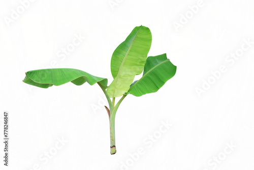The little young banana tree light green leaves on isolated background