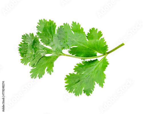 Top view of fresh green coriander or Chinese parsley leaf isolated with clipping path in png file format