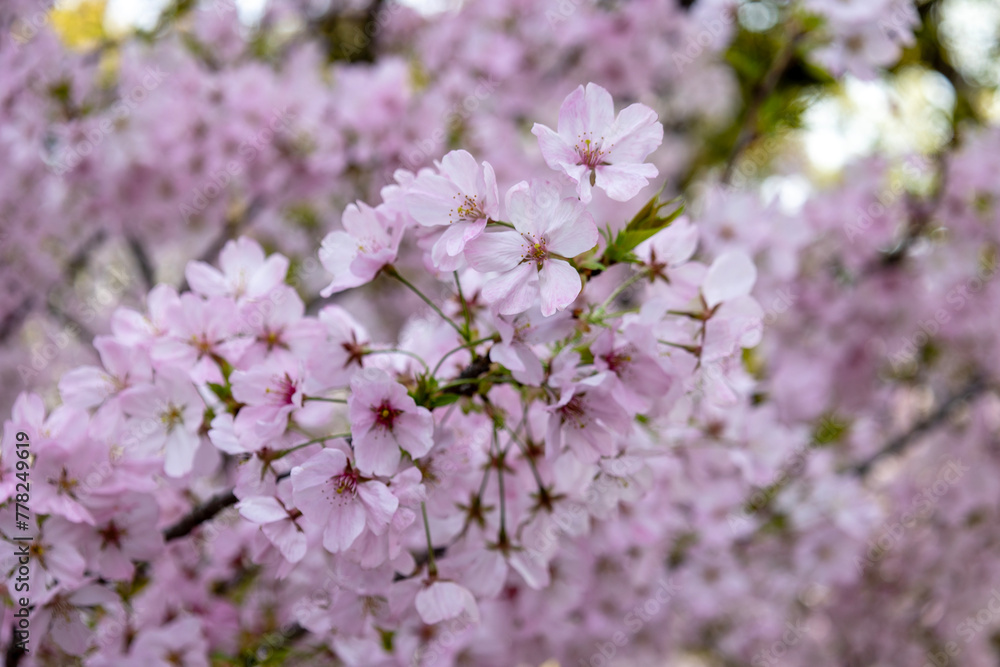 Fototapeta premium 桜の花
