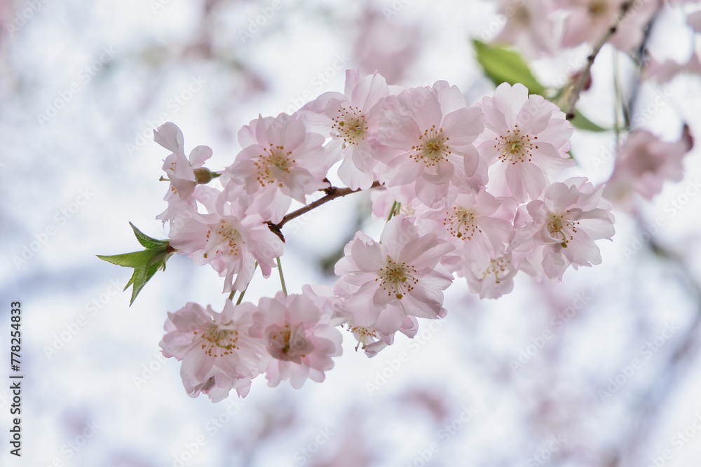 桜の花 桜の花