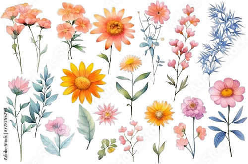 Illustration watercolor Floral in Garden, wildflower, colorful flowers, on transparent background with png file. Cut out background. © raindear