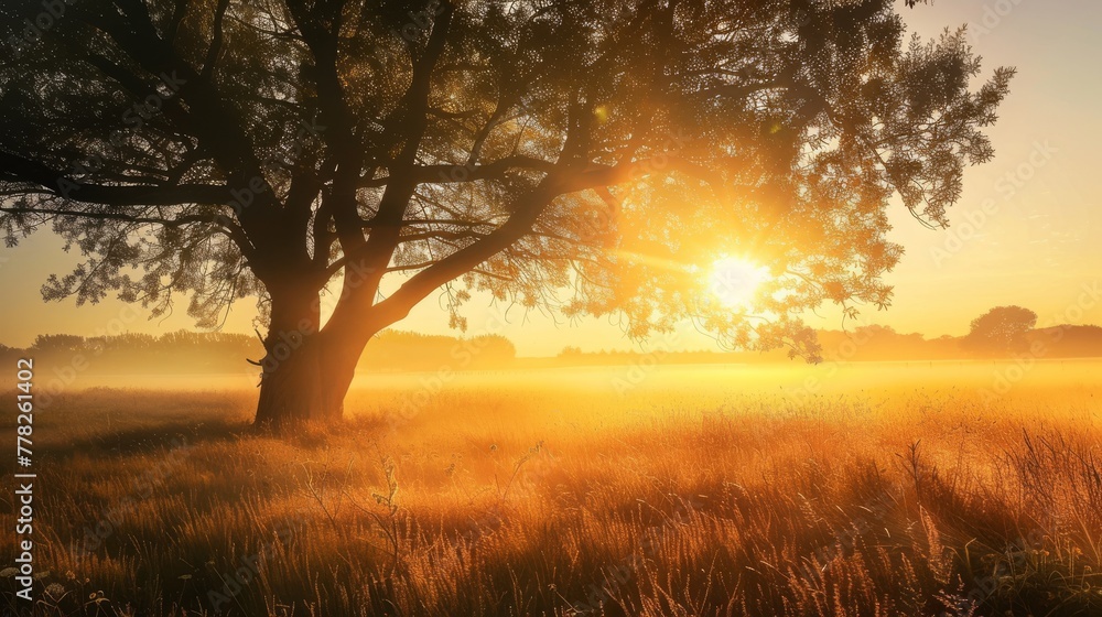 sunrise over the field