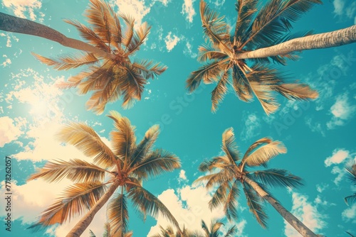 tropical background with palm tree © paul