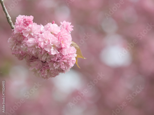 Pink blossom announcing spring, suitable as background, backdrop or wallpaper in 4:3 format
