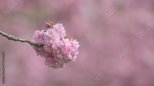 Pink blossom announcing spring, suitable as background, backdrop or wallpaper in 16:9 format