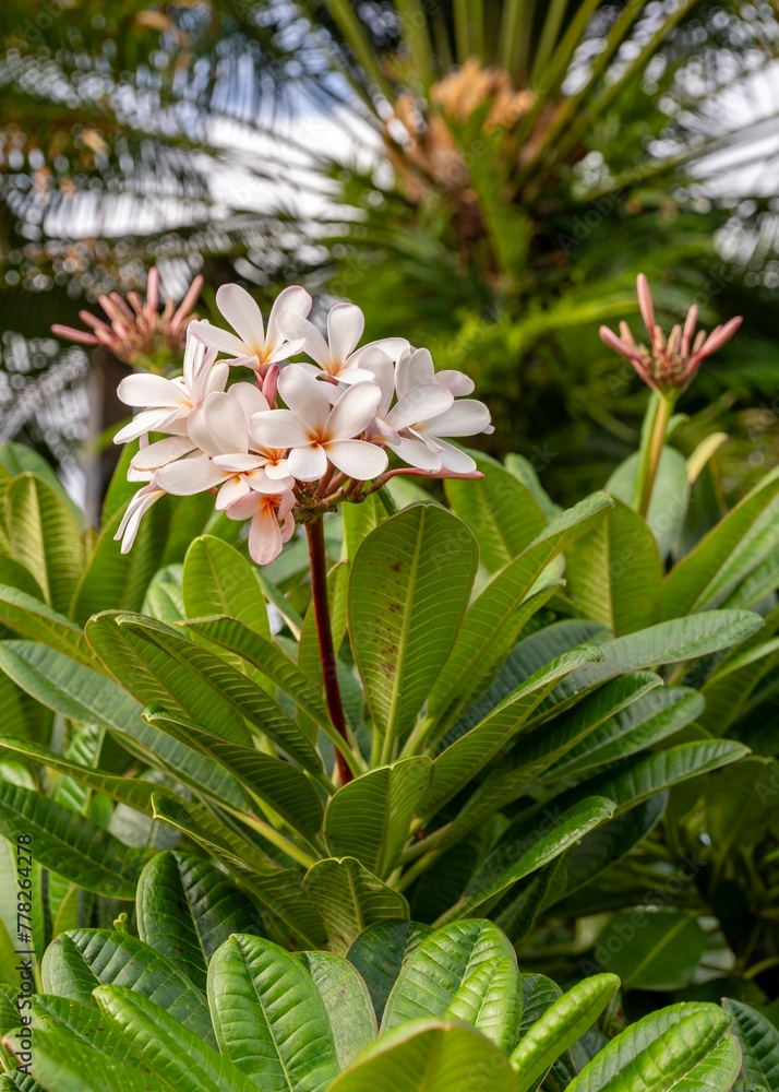 Beautiful pink and white plumeria blossoms adorn the trees on the island of Kauai, Hawaii, USA Beautiful pink and white plumeria blossoms adorn the trees on the island of Kauai, Hawaii, USA