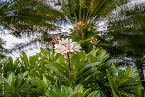 Beautiful pink and white plumeria blossoms adorn the trees on the island of Kauai, Hawaii, USA